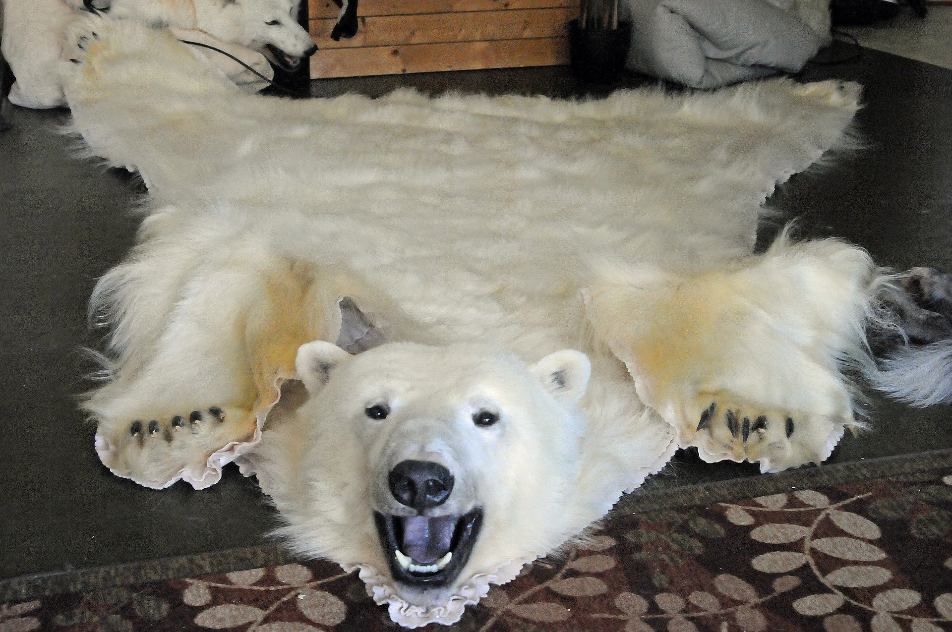 中型北极熊皮