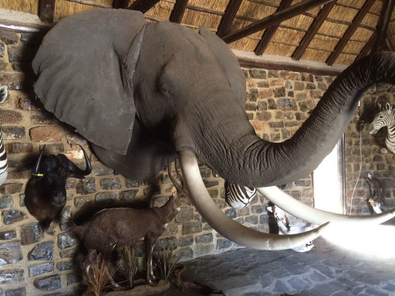 大象头肩