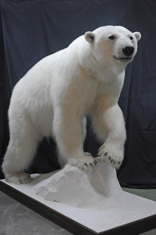 北极熊/Polar Bear